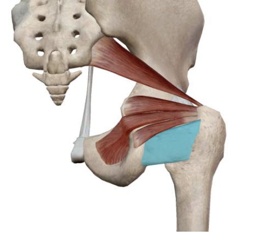 <p>What is the name, origin, and insertion of this muscle?</p>