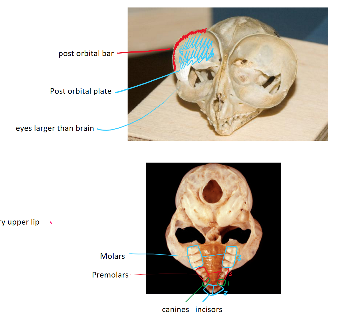 <ul><li><p>post-orbital bar and partial plate</p></li><li><p>3 premolars</p></li><li><p>dental formula 2133/1133</p></li></ul><p></p>