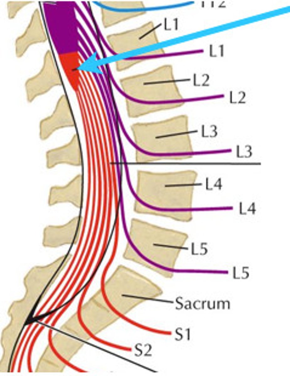 <p>The tapered, conical lower end of the spinal cord.</p>