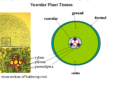 <p>dermal tissue (epidermis), vascular tissue (xylem and phloem), ground tissue (organs); emerged in bryophytes, but water/nutrient conducting tissues of bryophytes (hadrom/leptom) are distinct from xylem and phloem</p>