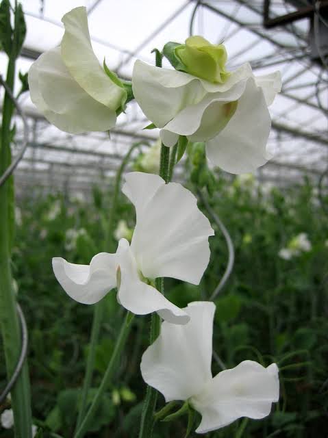 <p>Flor cortada </p>