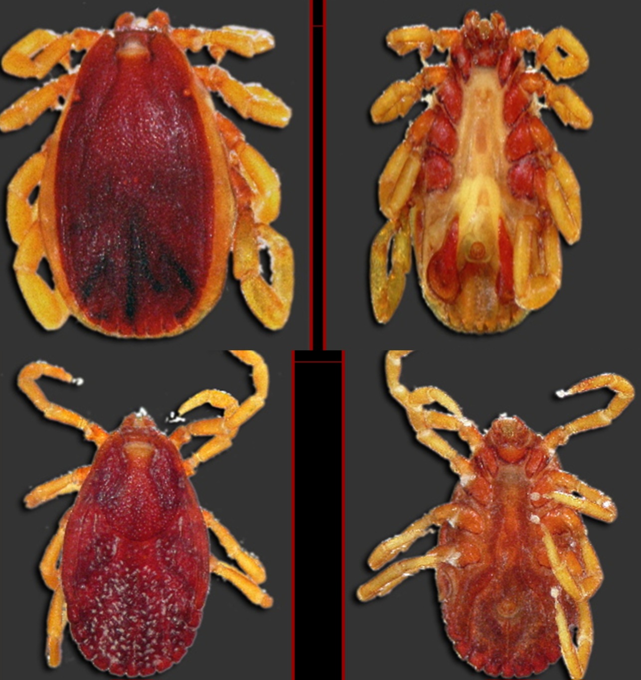 <p>What tick is this?</p>