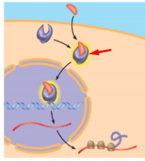<p>define + whats happening</p>
