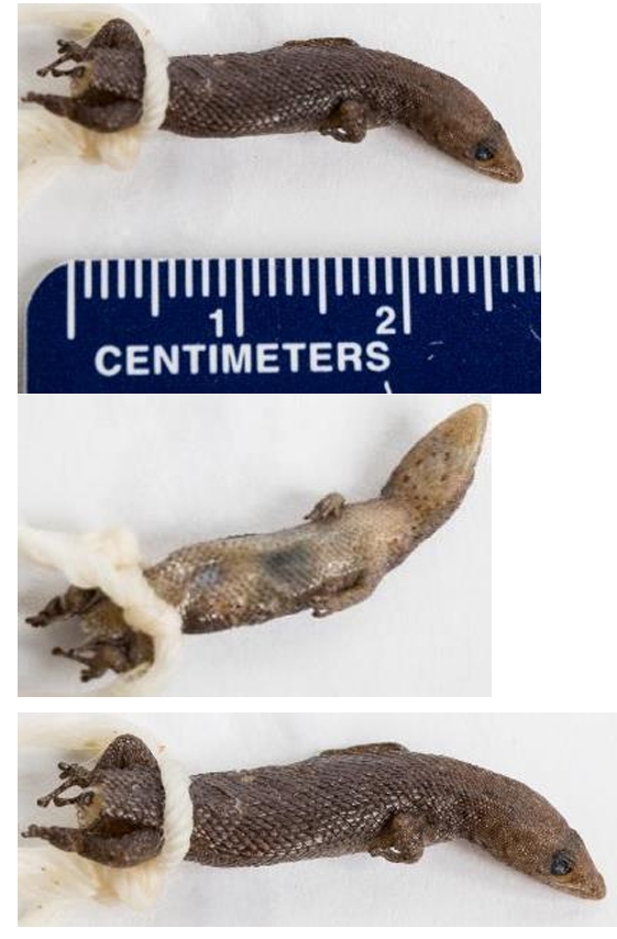 <p>Florida Reef Gecko family & family name</p>