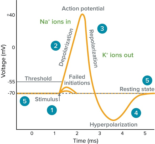 <p>depolarization</p>