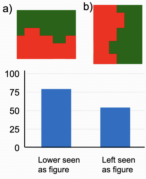 <p>No left-right bias though </p><ul><li><p>only lower ground = figural properties</p></li></ul><p>Vecera et al. (2002)</p>