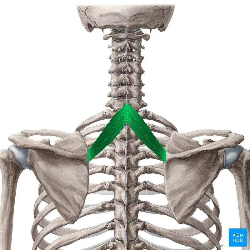 <p>What is this muscle? </p>