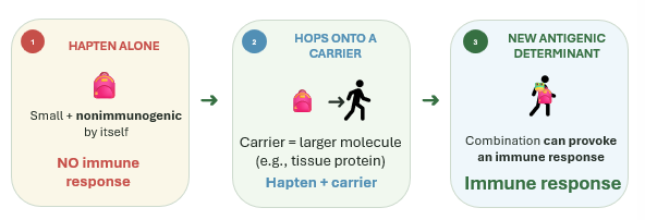 <ul><li><p>SMALL ANTIGENS that typically DONT produce an immune response byself</p></li><li><p>ATTACH (hop) to another larger molecule, triggering an immune response </p></li></ul><p></p>