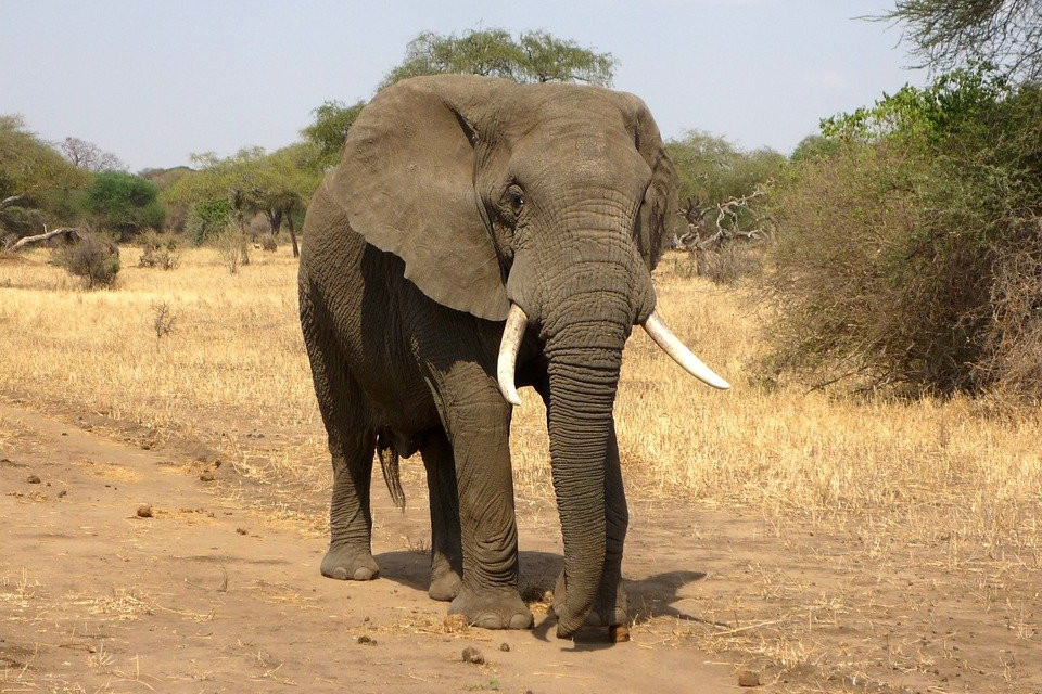 <p>an elephant</p>