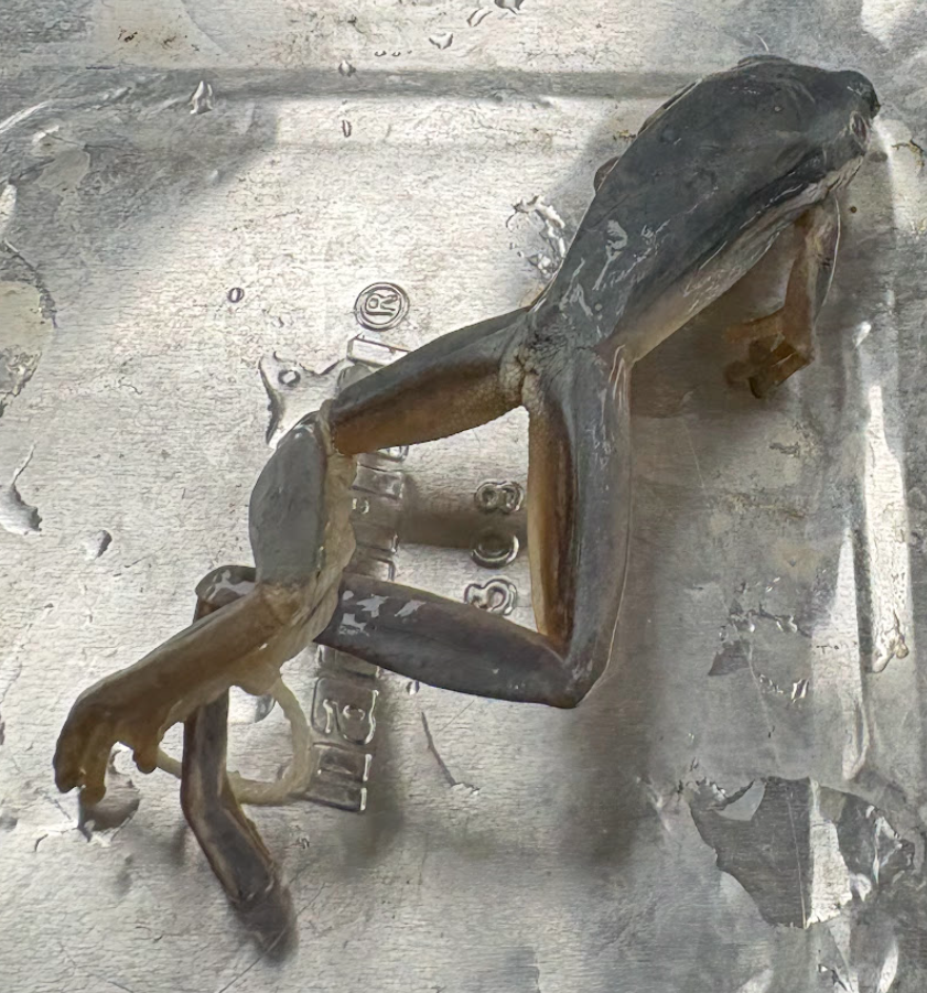 <p><span style="background-color: transparent;">Hyla cinerea</span></p>