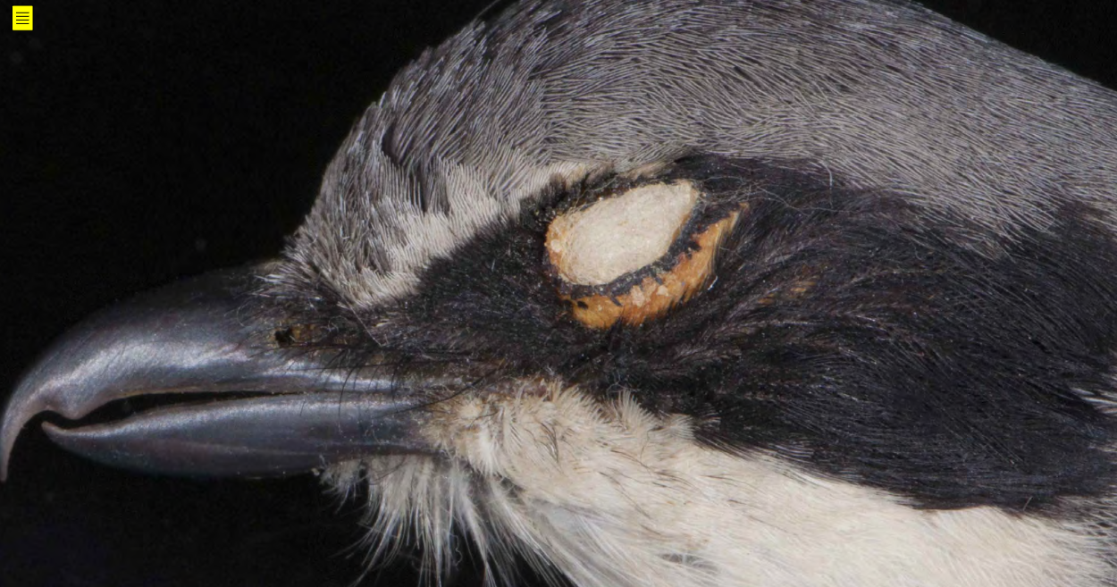 <p>Loggerhead Shrike </p>