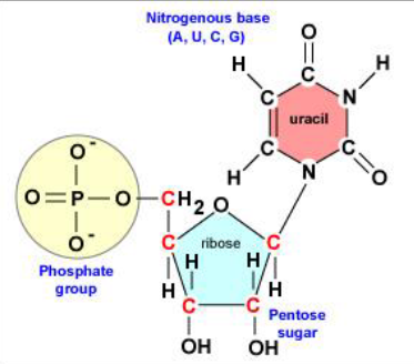 <p>fosfaatgroep op C5 + bèta-D-ribose (een pentosesuiker) + een base (adenine, guanine, cytosine, uracil) op C1</p><p>vrije hydroxylgroep op C3</p>