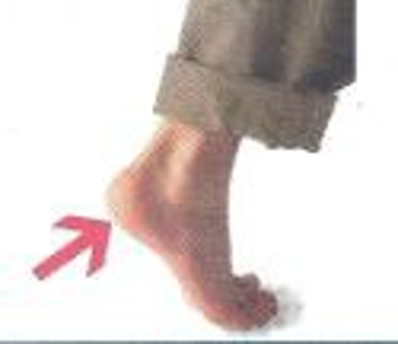 <p>the back part of the human foot</p>