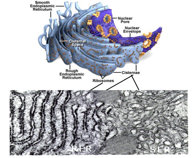 <p>Endoplasmic Reticulum — Smooth Endoplasmic Reticulum</p>
