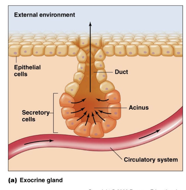 <p>Release their chemicals to the external environment</p><p>Have ducts to pass material to surface</p><p>Poorly Vascularized </p>