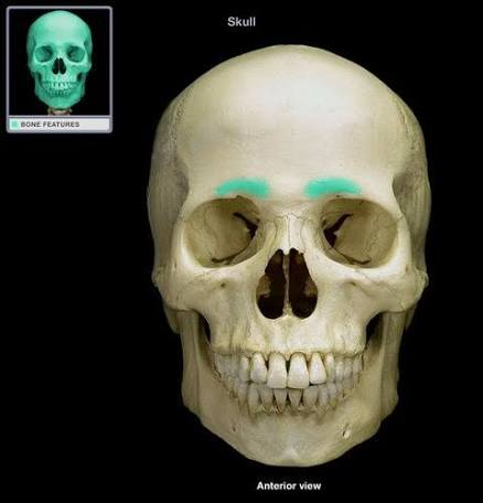 <p>curved upper edge of eye socket</p>