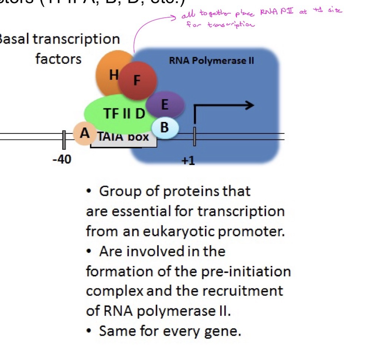 <ul><li><p>specific for certain genes</p></li><li><p>binds to DNA at specific sites (i.e. enhancers/silencers)</p></li><li><p>called activators and deactivators </p></li></ul><p></p>