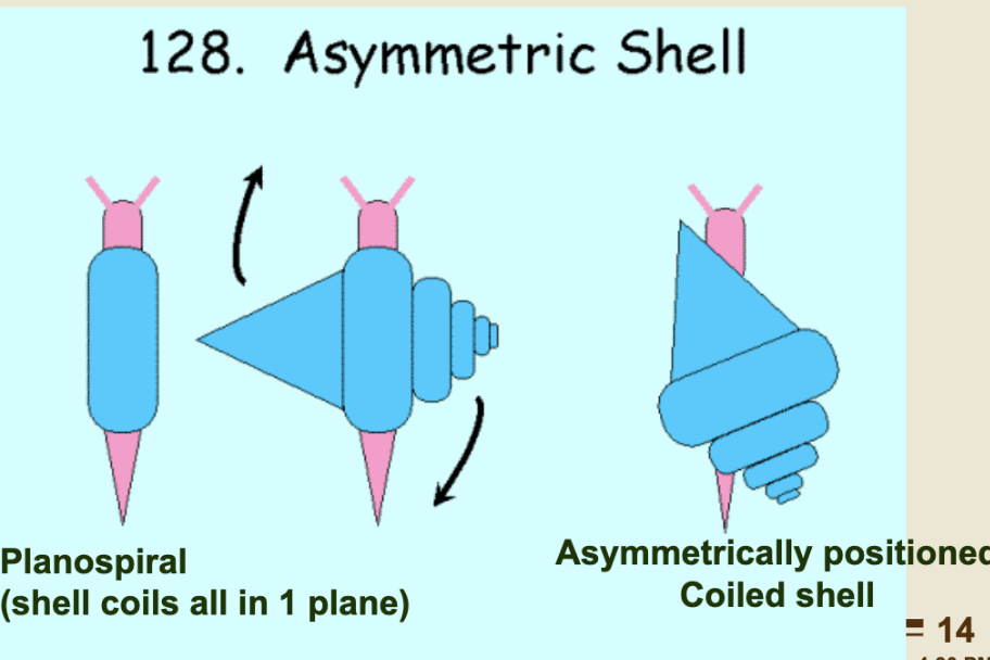 <p>SHELL coiling!</p>