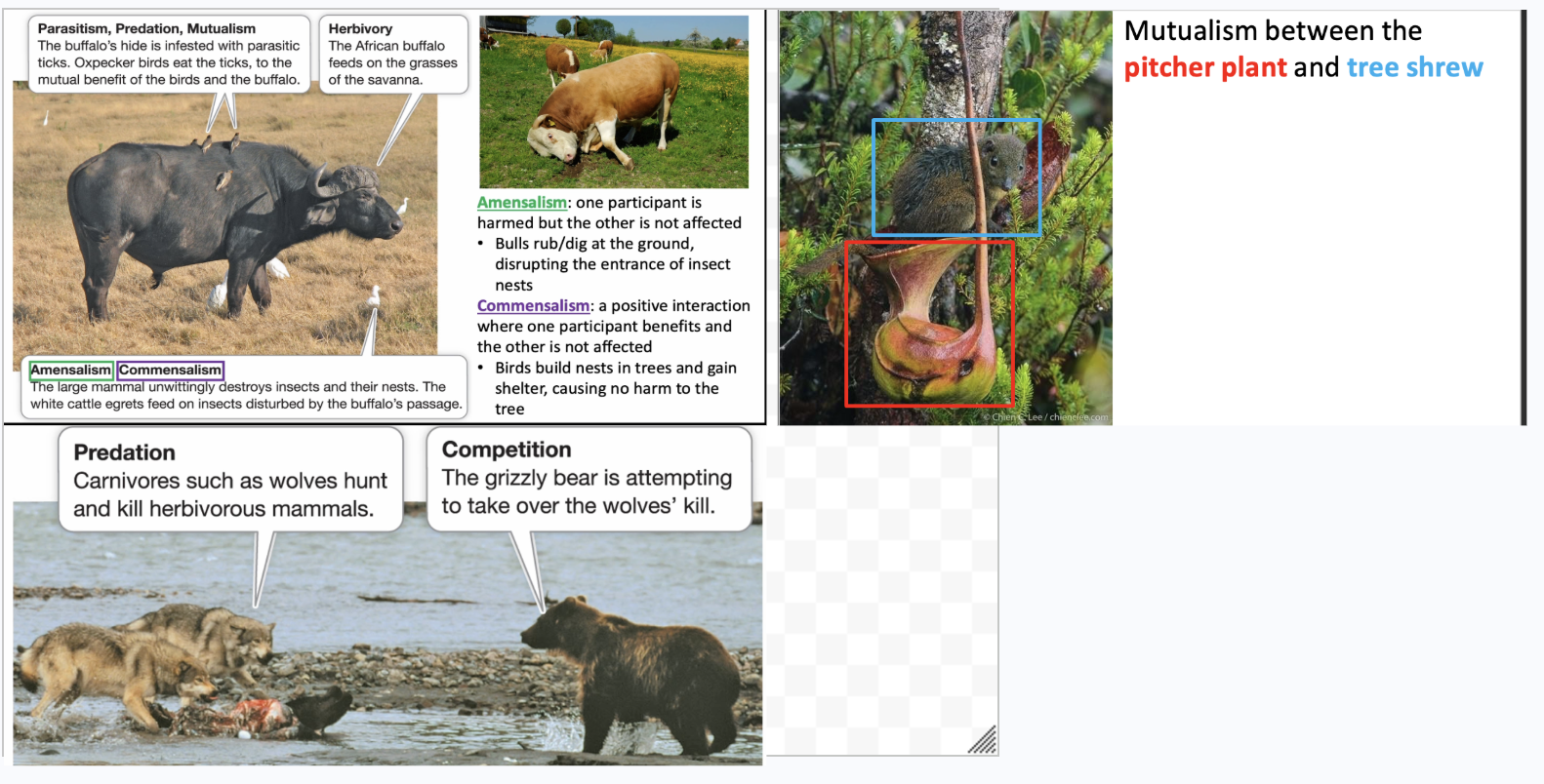 <p>CLASS OVERVIEW EXAMPLES OF SPECIES INTERACTIONS</p><ul><li><p>“<span>You can’t see the ticks that are all over the buffalo sucking up.&nbsp; Ticks are parasites, birds eating the ticks are predation, and the buffalo and the birds. Herbivory is when the buffalo feeds on grass. Amensalism and commensalism play into the birds, where the buffalo destroyes their nests. The white cattle egrets on insects distributed by the buffalo’s passage. Positive effect for one individual and neutral for the other.”</span></p></li><li><p><span>Grizzly bear introduces competition. Likely trying to take over the wolves kill.</span></p></li></ul><p></p>