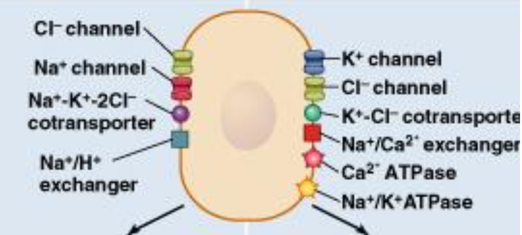 <p>consider these 4 major ions: Na+, K+, Cl-, Ca2+. what is <strong>Na+ </strong>regulated by? (2)</p>