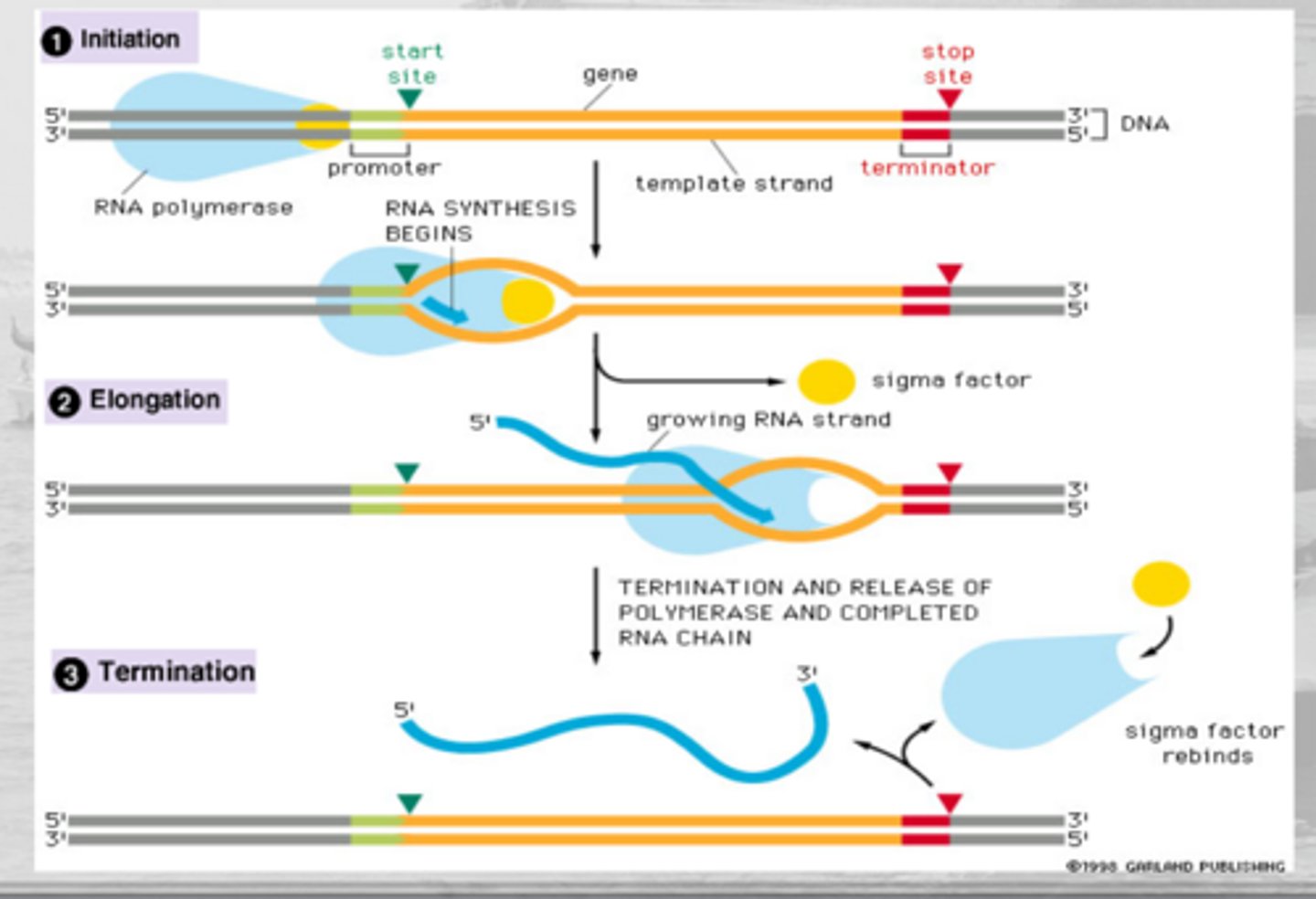 <p>1. initiation: RNA polymerase binds to a promoter sequence</p><p>2. elongation: RNA polymerase synthesizes in the 5' to 3' direction</p><p>3. termination: mRNA synthesis ends at the terminator sequence</p>