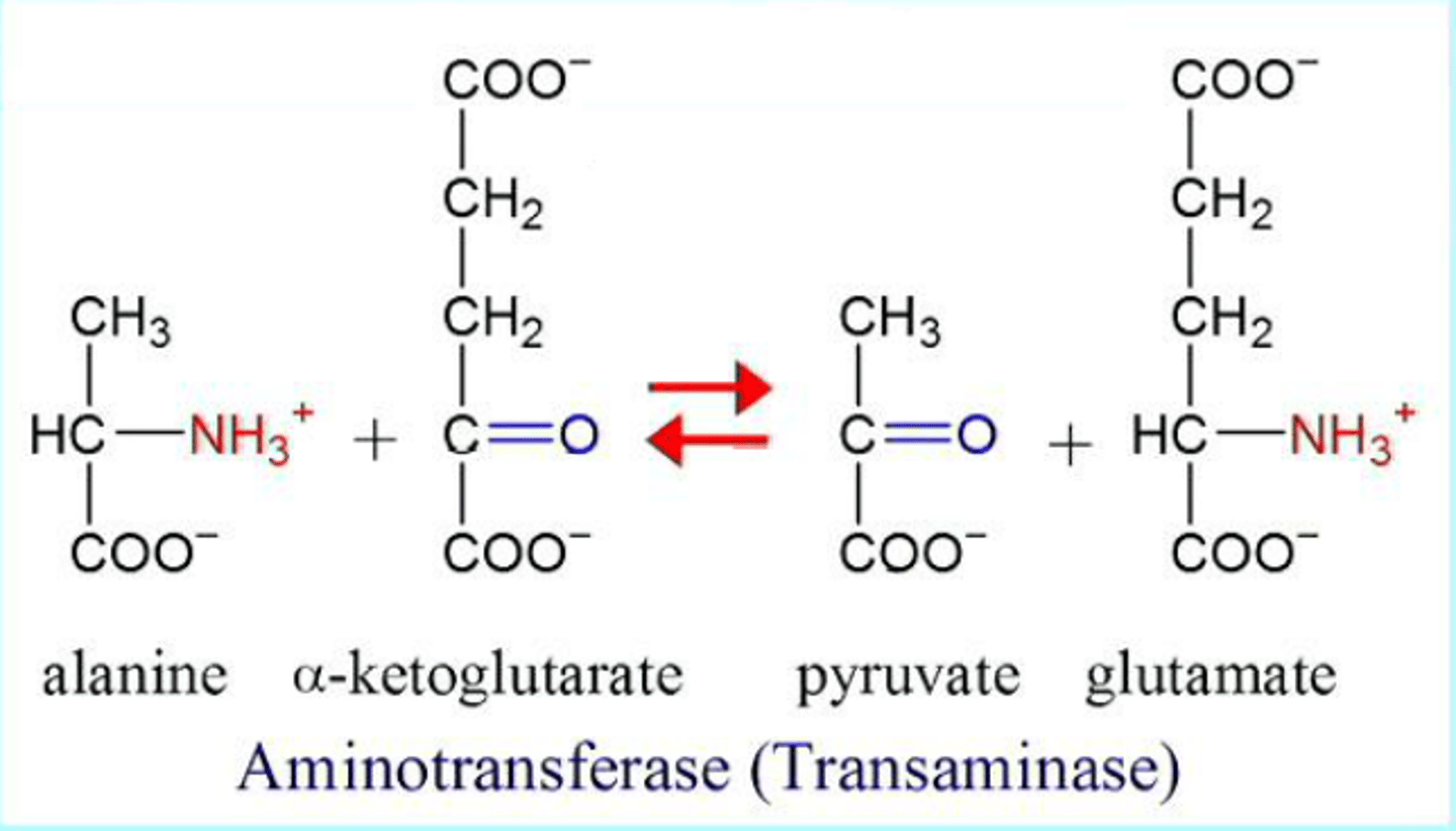 <p>Aminotransferases (also called transaminases).</p><p>-These enzymes are specific to the amino acid/alpha-keto acid pairs they handle.</p>
