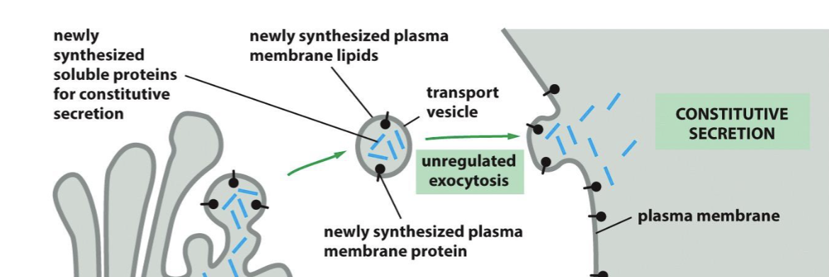 <p>trans golgi network → newly synthesized soluble proteins for constitutive secretion + plasma membrane lipids + protein → released (ex: APP)</p>