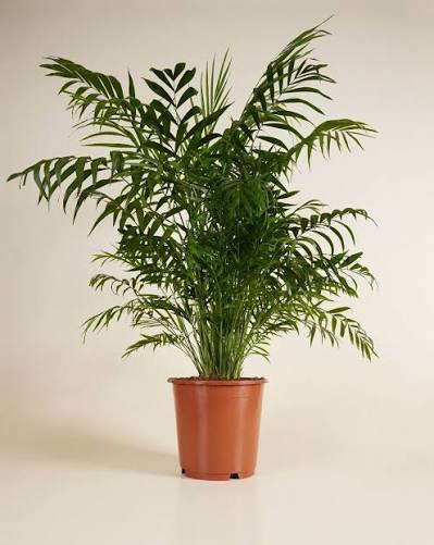 <p>Chamaedora Elegans</p>