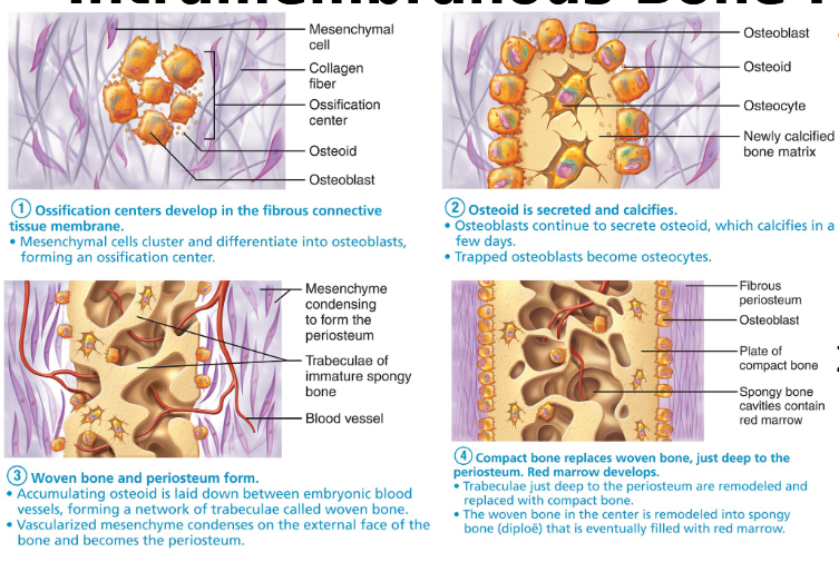 <p>“dermal ossification”. Process of dermal bones developing directly from mesenchyme (embryonic dermis, mesoderm) w/o first being modeled by cartilage.</p><p>Produces flat and irregular bones. </p><p>Most skull bones and clavicle.</p><p>Begins in week 8 of development.</p><p>Mesenchymal cells w/in fibrous CT membrane → osteoprogenitor cells → osteoblasts. Forms ossification center.</p><p>osteoblasts secrete osteiod (organic part of matrix) → osteiod mineralized/hardened/calcified (by addition of inorganic minerals: calcium, phosphate) → osteoblasts become trapped in hard matrix → osteocytes</p><p>New bone tissue forms between embryonic blood vessels, creating trabeculae made of woven bone tissue (immature bone).</p><p>Mesenchyme surrounding the outer immature woven bone condenses to become periosteum.</p><p>Compact bone replaces woven bone (trabeculae) just underneath periosteum.</p><p>Spongy bone replaces woven bone in center and filled w/ red bone marrow.</p>