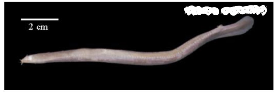 <p>Especie?</p>