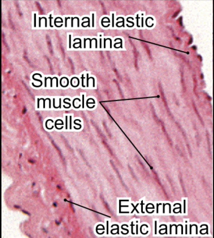 <p>External elastic lamina</p>