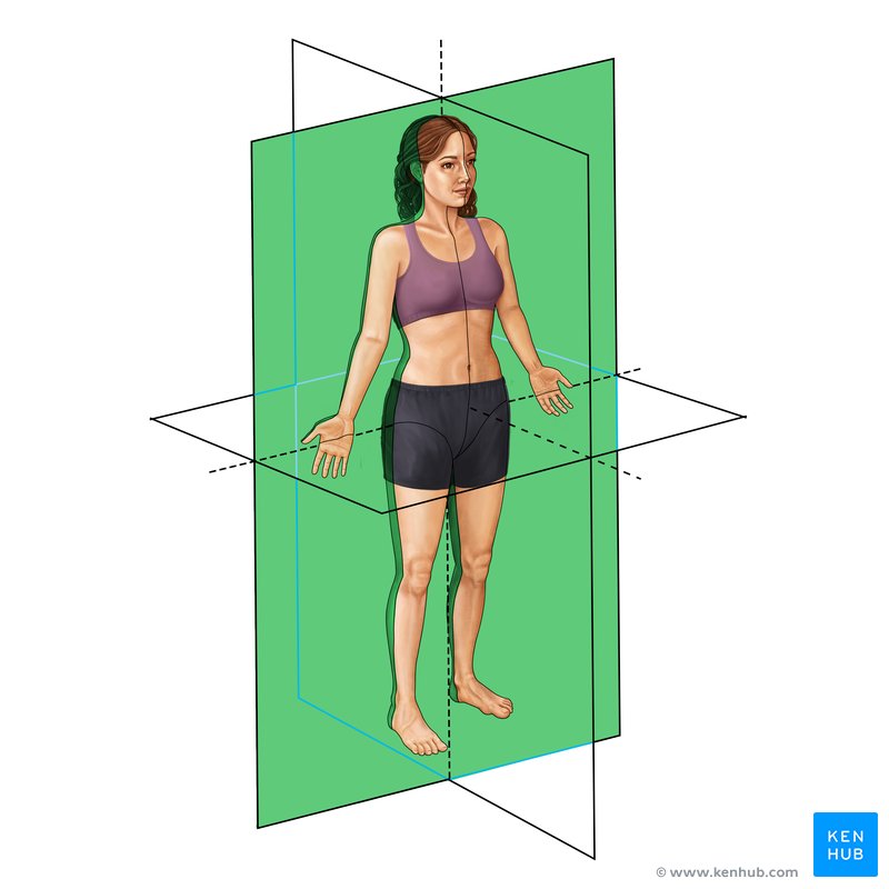 <p><span>divides the body into anterior and posterior sections</span></p>