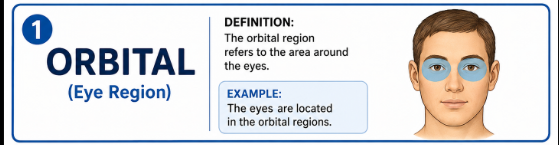 <p>The eye region.</p><p>Example: The eyes are located in the orbital regions.</p>