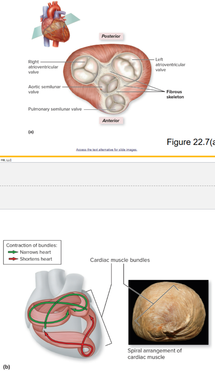 <ul><li><p>Formed from dense regular connective tissue between the atria and ventricles</p></li><li><p>Provides structural support at boundary between atria and ventricles</p></li><li><p>Forms supportive fibrous rings to anchor heart valves</p></li><li><p>Provides framework for attachment of cardiac muscle</p></li><li><p>Acts as an electrical insulator to prevent action potentials in atria from passing to ventricles, so that ventricles don’t contract at the same time as the atria</p></li></ul><p></p>
