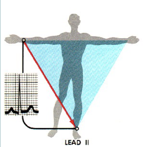 <p><span style="color: rgb(255, 255, 255);">Human Heart Function and Cardiovascular Physiology</span></p>