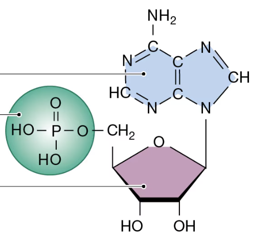 <p>Label each part of this diagram: </p>