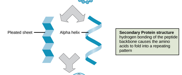 <p>secondary structure</p>