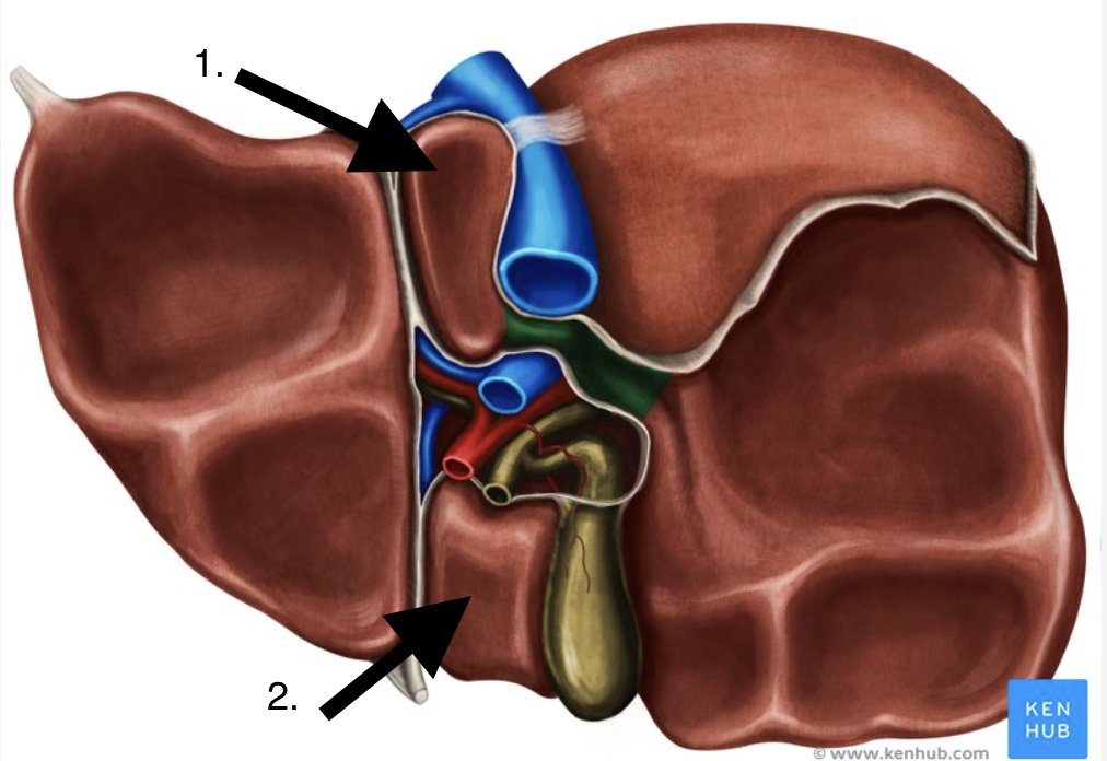 <p>Name these two parts of the liver</p>