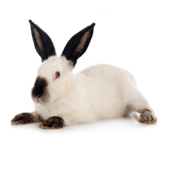 <ul><li><p>Meat production, show breed, pets</p></li><li><p>USA, california</p></li><li><p>White coat with black or dark brown markings on the nose, ears, feet, and tail (himalayan markings, compact rounded body 8-10.5 pounds</p></li></ul><p></p>