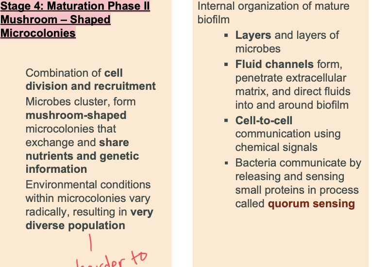 <p>mushroom-shaped colonies</p>