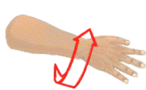 <p>inward rotation</p>