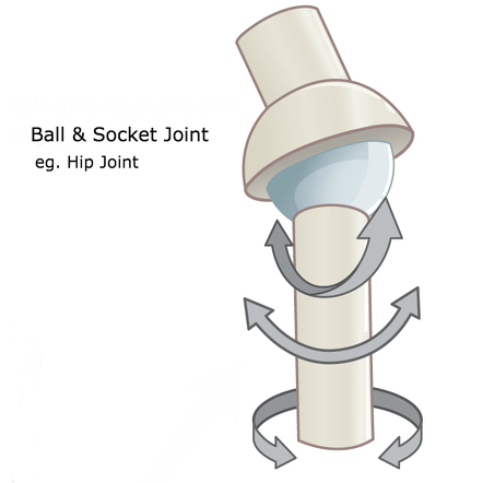 <p>Ball and Socket joint</p>