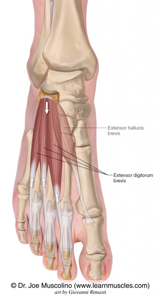 <p>Proximal Attachment (O): Calcaneus (floor of tarsal sinus); interosseous talocalcaneal ligament; stem of inferior extensor retinaculum</p><p>Distal Attachment (I): Long extensor tendons of three intermediate digits (toes 2–4)</p><p>Innervation: Deep fibular nerve (L5 or S1, or both)</p><p>Action: Aids the extensor digitorum longus in extending the three intermediate toes at the metatarsophalangeal (MTP) and interphalangeal joints</p>
