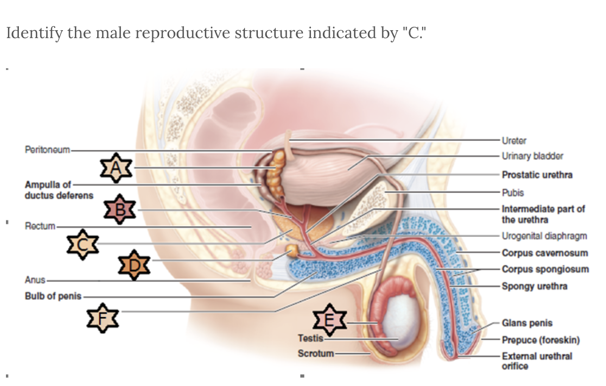 <p>Identify structure C</p>