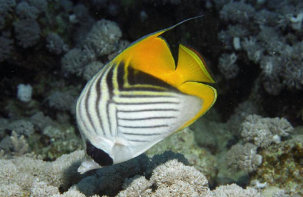 <p>Chaetodon auriga</p>