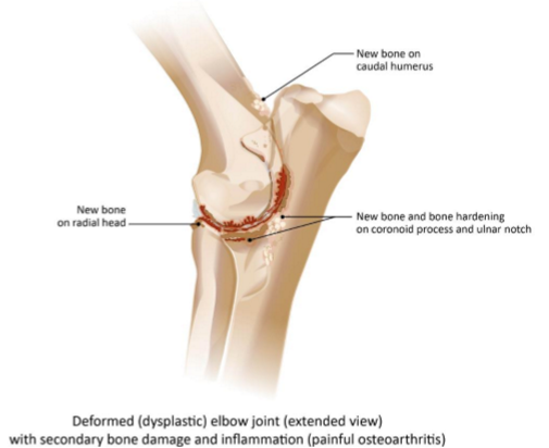 <p>Elbow dysplasia </p>