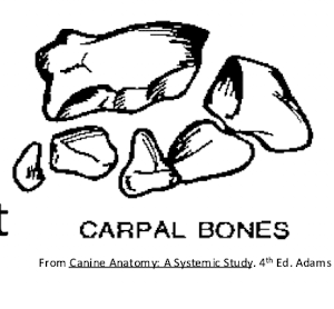 <p>Which bone type is somewhat equidimensional in all major planes and found only in the limbs?</p>
