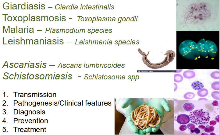 <p>What will be covered in this lecture</p>