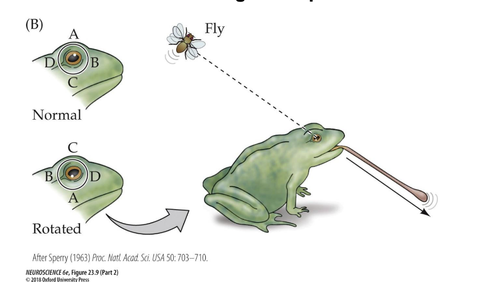 <p>Describe the chemoaffinity hypothesis</p>