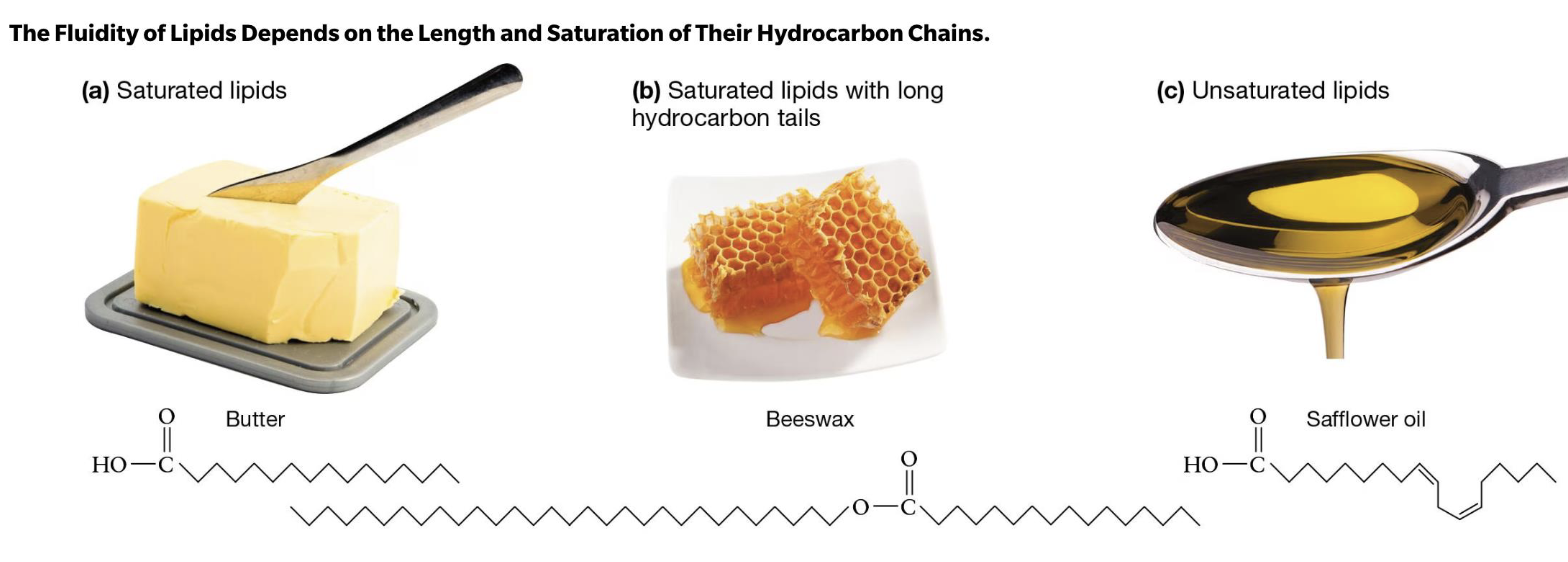 <p>Increases membrane fluidity</p>
